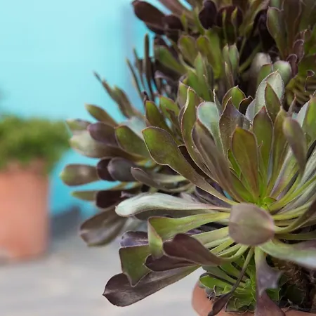 La Casita Azul Feriehus Caleta de Interián